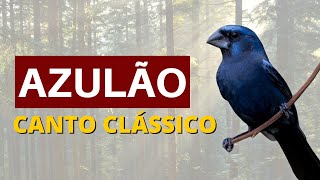 AZULÃO CANTO CLÁSSICO COM SURDINA  1 HORA [upl. by Yarled]