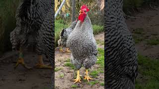 Crow battle big Amrock rooster versus small Serama rooster chickenfarming fancychickens hühner [upl. by Yelwar]