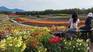 ShikisainoOka Panoramic Flower Garden 🌼 🌸 BIEI Hokkaido 16 September 2024 [upl. by Derfniw]