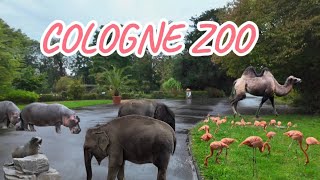 Wildlife Zoo Day A Cologne Adventure [upl. by Ilujna79]