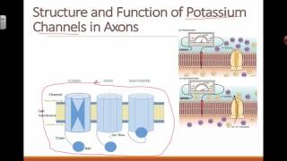 Structure and Function of Potassium Channel 2016 IB Biology [upl. by Ewold916]