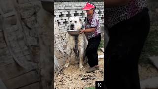 Heavyweight Central Asian Shepherd 🔥 [upl. by Euqenimod]