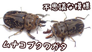 不思議な模様 ムナコブクワガタの紹介【クワガタ飼育】 [upl. by Ahsitniuq180]