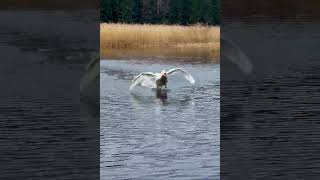 Swan Landing and Gliding on Water [upl. by Enerod]