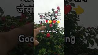 Fhool 🌹songstatus vairalshort ektaroyal55 lovelysong vairalshort youtuber subscribe [upl. by Alvina]