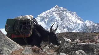 Himalaya  The Yaks of Mt Everest [upl. by Hairom]