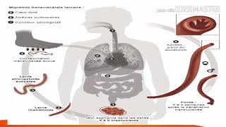 ⁦♥️⁩ LES NEMATODES INTESTINAUX TRANSMIS PAR VOIE TRANSCUTANEE Ankylostome [upl. by Nemad]