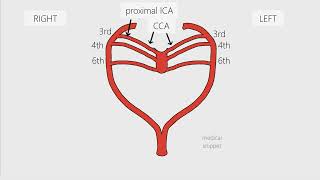 Aortic Arches  Embryology in 3 minutes [upl. by Clementius]