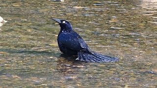 Greattailed Grackle Calling amp Bathing [upl. by Bitthia7]