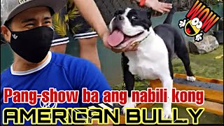 HOW TO DO THE PROPER STACKING amp GAITING  AMERICAN BULLY [upl. by Garceau]