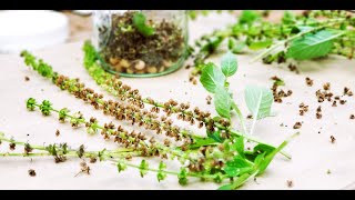 HARVESTING AND STORING TULSI SEEDS [upl. by Nottap]