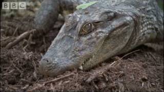 Attenborough  Baby Caymans hatching  BBC wildlife [upl. by Quintina591]