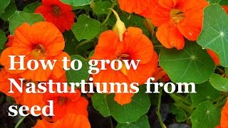 How to Grow Nasturtuims From Seed [upl. by Allicirp900]