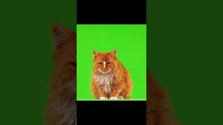 cat green screen video youtubeshorts greenscreen shorts [upl. by Nabalas]