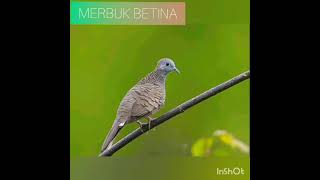 Suara merbuk betina [upl. by Hebel]