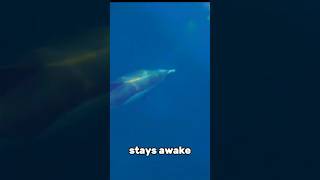 Why Dolphins Sleep with One Eye Open 🐬 [upl. by Hseham]