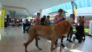 Cash 20 Great Dane Lion King at the Mall 1 [upl. by Aisayn]