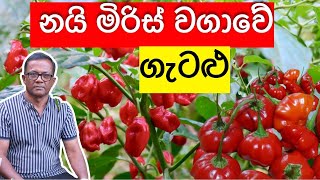 මේ ටික දැනගන නයි මිරිස් වවන්න  Nai Miris Wagawa  Ceylon Agri  Episode 287 [upl. by Innoj726]