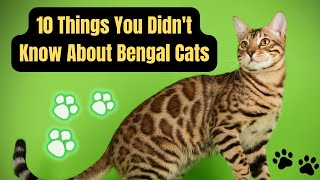 10 Things You Didnt Know About Bengal Cat [upl. by Puritan]