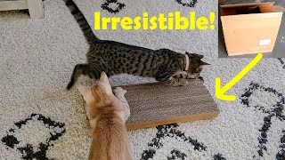 DIY Cat Scratch Board from Cardboards that cats LOVE [upl. by Anoval]