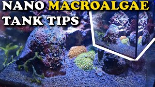 Macroalgae Nano Tank TIPS amp TRICKS  Planted Reef Aquarium [upl. by Otte]