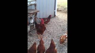 Rooster Crowing In Slow Motion [upl. by Elmo343]