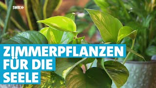 Mit Zimmerpflanzen die Seele trösten [upl. by Wivina200]