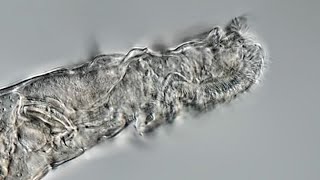 Meet the rotifer the microscopic animal that came back to life after [upl. by Corron]