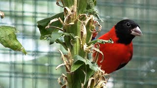 VogelzuchtZeisige bei Günter EicheleSchwarzzeisigKapuzenzeisigYarellzeisigSchwarzbrustzeisig [upl. by Nim]