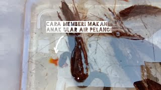 Cara Memberi Makan Anak Ular Air Pelangi Enhydris Enhydris [upl. by Ahtan]