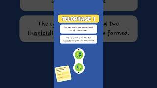 Meiosis Cell Division meiosis biology kpop bts [upl. by Luapsemaj]