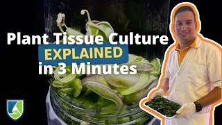 What is Plant Tissue Culture Explained in 3 Minutes [upl. by Leanor939]