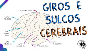 Giros e sulcos cerebrais [upl. by Jonie]