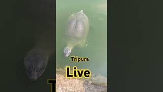 Live Tripura movie love bollywood banglavlog tripuraagartala [upl. by Simeon]