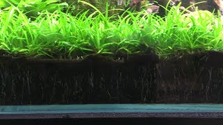 CaribSea Eco Complete Planted Aquarium Substrate [upl. by Lorrie]