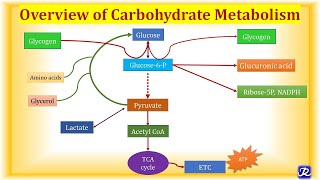 1 Overview Carbohydrate Metabolism  Carbohydrate Metabolism1  Biochemistry NJOY Biochemistry [upl. by Geoff]