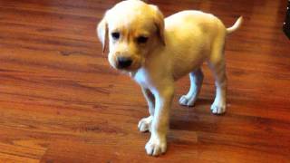 Labrador Puppy with distemper [upl. by Kohl]