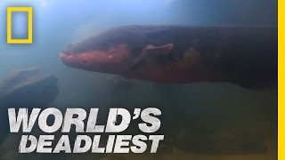 SixFoot Electric Eel  Worlds Deadliest [upl. by Sybilla]