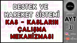 14 Destek ve Hareket Sistemi  Kas  Kasların Çalışma Mekanizması [upl. by Josefa]