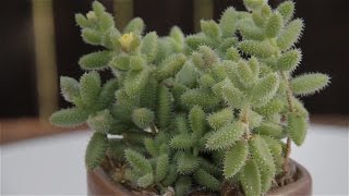 Delosperma echinatum quotPickle Plantquot [upl. by Repip]