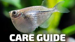 Care Guide for Hatchetfish  Aquarium CoOp [upl. by Earized542]