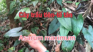 Cây trầu tiênhoa tiên tế tân  Asarum maximum  loài cây dược liệu quý có thể bạn chưa biết [upl. by Meingoldas]