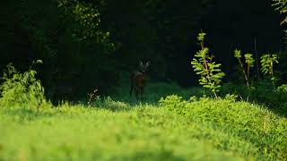 Caprioli Mamma e cucciolo roe deer [upl. by Nunnery]