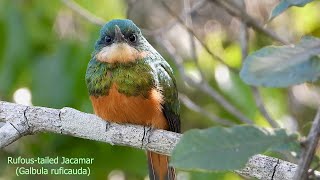 RUFOUSTAILED JACAMAR GALBULA RUFICAUDA ARIRAMBADECAUDARUIVA At your point of attack [upl. by Dev697]