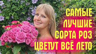 ЭТИ РОЗЫ ЦВЕТУТ ВСЁ ЛЕТО Показываю ЛУЧШИЕ СОРТА Обзор сада с розами [upl. by Cletis]