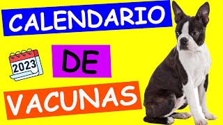 CALENDARIO DE VACUNAS para PERRO  PASO A PASO [upl. by Tinor]