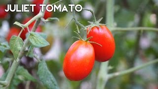 The First Time Gardeners Tomato  Juliet Tomato [upl. by Nomael783]