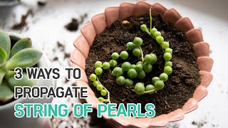 PROPAGATION TIPS  3 EASY WAYS TO PROPAGATE STRING OF PEARLS  SUCCULENT PROPAGATION [upl. by Ifar472]