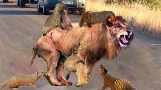 Incredible See How Tiny Mongoose Defeat King Lion How to Survive in World of Large Predators [upl. by Cassey]