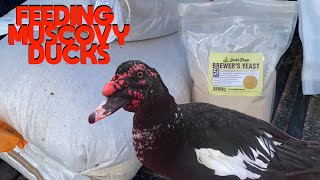 What I Feed My Muscovy Ducks [upl. by Leak875]